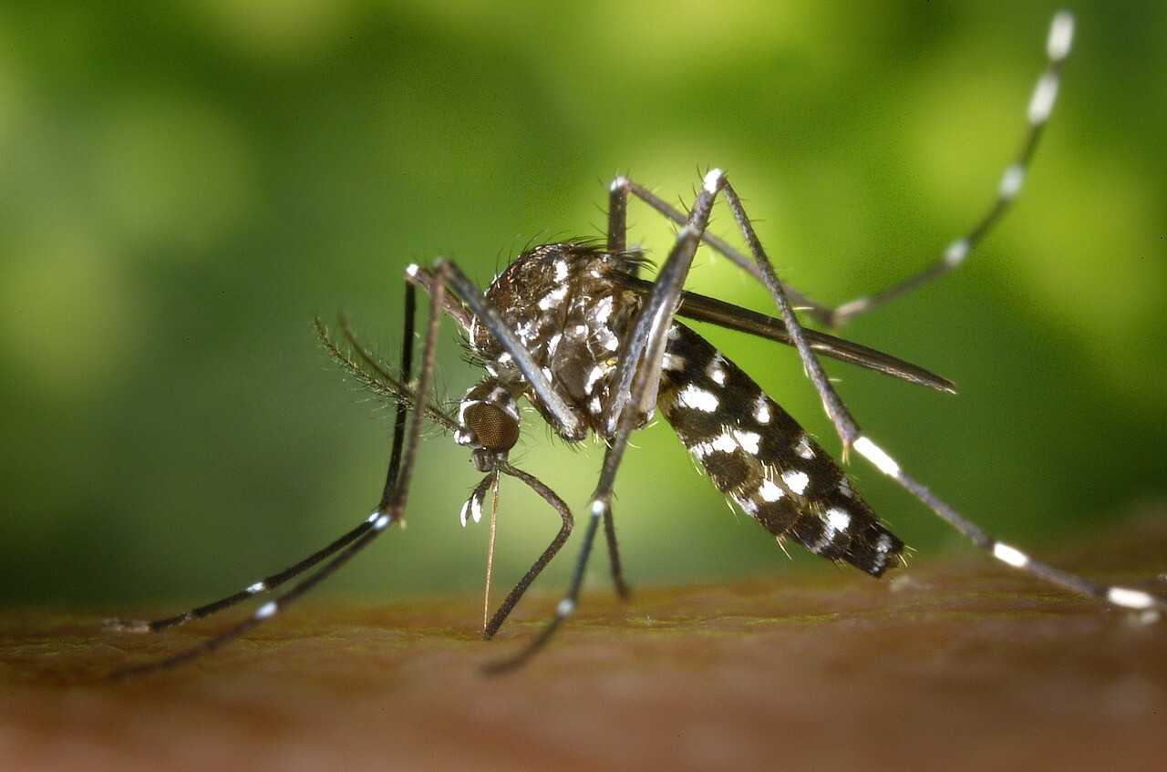 מה עושים כשסובלים ממכת יתושים?